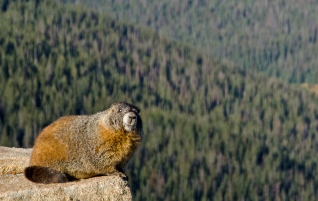 Marmoth Overlooking